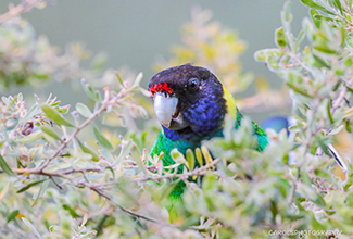 AUSTRALIAN RINGNECK (Barnardius zonarius)