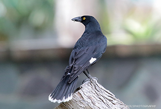 PIED OR BELL-MAGPIES CURRAWONG (Streper graculina)